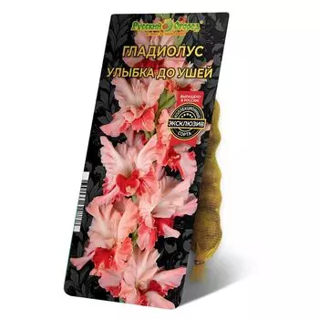 луковица Гладиолус Улыбка До Ушей 8/12 5шт