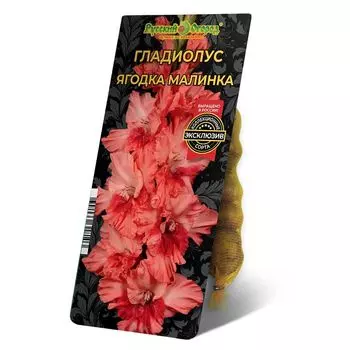 луковица Гладиолус Ягодка Малинка 8/12 5шт