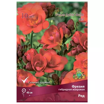 луковица растений Фрезия гибридная махровая Ред ПОИСК 10шт