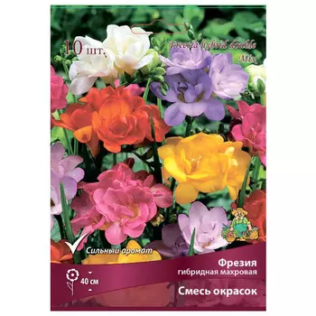 луковица растений Фрезия гибридная махровая Смесь окрасок ПОИСК 10шт