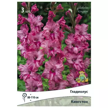 луковица растений Гладиолус гофрированный Кингстон ПОИСК 3шт