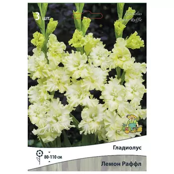 луковица растений Гладиолус гофрированный Лемон Раффл ПОИСК 3шт