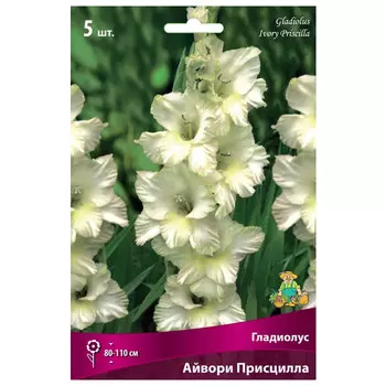 луковица растений Гладиолус крупноцветковый Айвори Присцилла ПОИСК 5шт