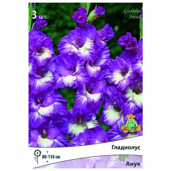 луковица растений Гладиолус крупноцветковый Анук ПОИСК 3шт