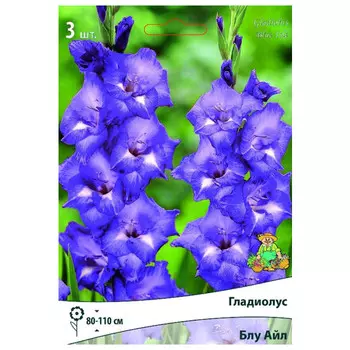 луковица растений Гладиолус крупноцветковый Блу Айл ПОИСК 3шт