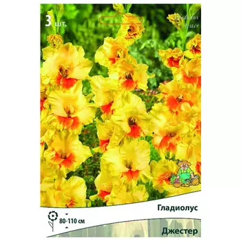 луковица растений Гладиолус крупноцветковый Джестер ПОИСК 3шт