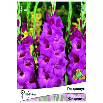 луковица растений Гладиолус крупноцветковый Фиделио ПОИСК 3шт