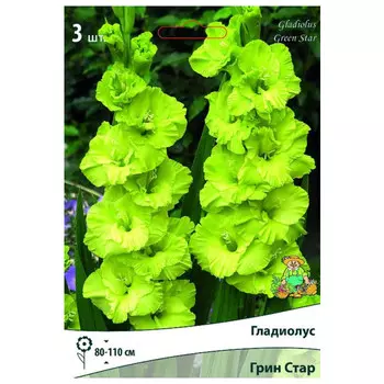 луковица растений Гладиолус крупноцветковый Грин Стар ПОИСК 3шт