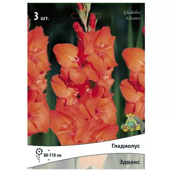 луковица растений Гладиолус крупноцветковый Эдванс ПОИСК 3шт