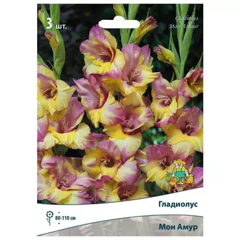 луковица растений Гладиолус крупноцветковый Мон Амур ПОИСК 3шт