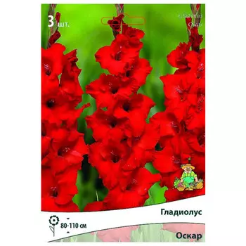 луковица растений Гладиолус крупноцветковый Оскар ПОИСК 3шт