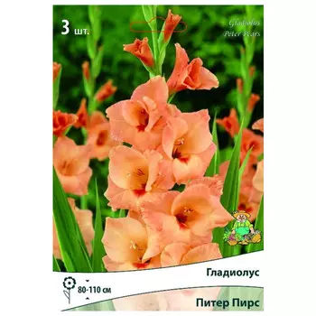 луковица растений Гладиолус крупноцветковый Питер Пирс ПОИСК 3шт