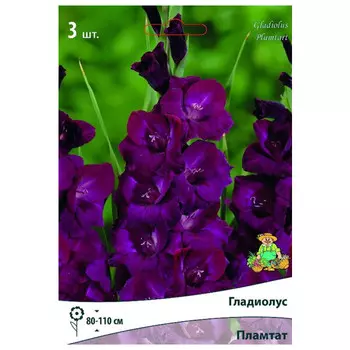 луковица растений Гладиолус крупноцветковый Пламтат ПОИСК 3шт