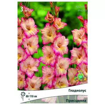 луковица растений Гладиолус крупноцветковый Присцилла ПОИСК 3шт