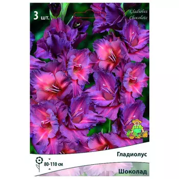 луковица растений Гладиолус крупноцветковый Шоколад ПОИСК 3шт