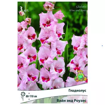 луковица растений Гладиолус крупноцветковый Вайн энд Роузес ПОИСК 3шт