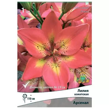 луковицы растений лилия азиатская Арсенал в капере 1 шт. 14/16