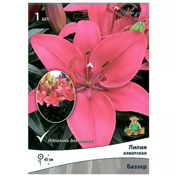 луковица растений Лилия азиатская Баззер для Патио ПОИСК 1шт