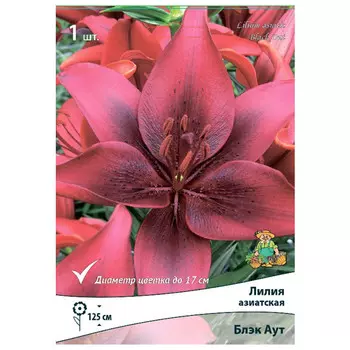 луковица растений Лилия азиатская Блэк Аут ПОИСК 1шт