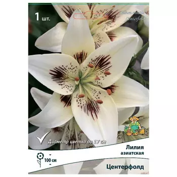 луковица растений Лилия азиатская Центерфолд ПОИСК 1шт