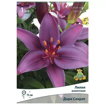 луковица растений Лилия азиатская Дарк Секрет ПОИСК 1шт