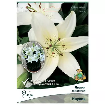 луковица растений Лилия азиатская Инувик для Патио ПОИСК 1шт