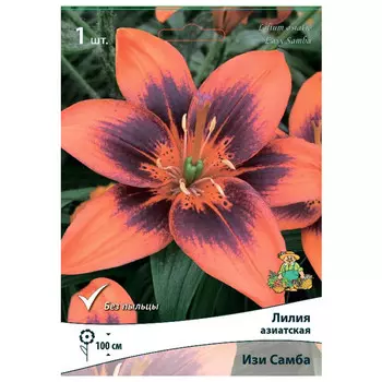 луковица растений Лилия азиатская Изи Самба ПОИСК1шт