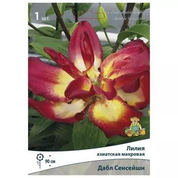 луковица растений Лилия азиатская махровая Дабл Сенсейшн ПОИСК 1шт