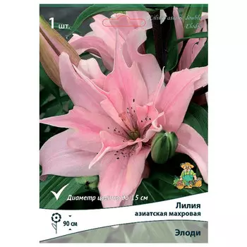 луковица растений Лилия азиатская махровая Элоди ПОИСК 1шт