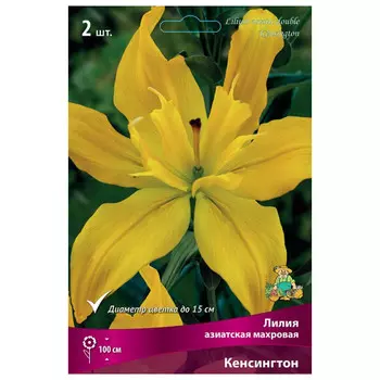луковица растений Лилия азиатская махровая Кенсингтон ПОИСК 1шт