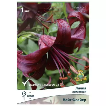 луковица растений Лилия азиатская Найт Флайер ПОИСК 1шт