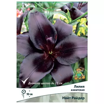 луковица растений Лилия азиатская Найт Райдер ПОИСК 1шт