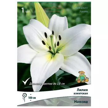 луковица растений Лилия азиатская Навона ПОИСК 1шт