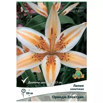 луковица растений Лилия азиатская Ориндж Электрик ПОИСК 1шт