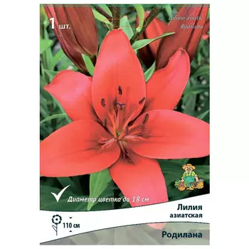 луковица растений Лилия азиатская Родилана ПОИСК 1шт