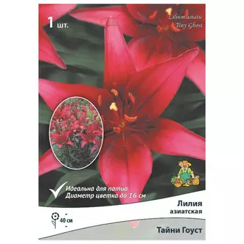 луковица растений Лилия азиатская Тайни Гоуст для Патио ПОИСК 1шт
