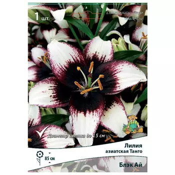 луковица растений Лилия азиатская Танго Блэк Ай ПОИСК 1шт