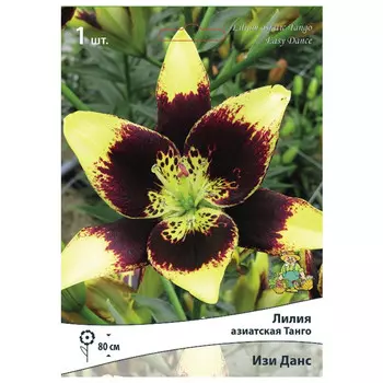 луковица растений Лилия азиатская Танго Изи Данс ПОИСК 1шт