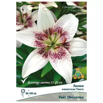 луковица растений Лилия азиатская Танго Уайт Пиксельс ПОИСК 1шт