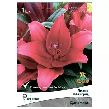 луковица растений Лилия ЛА-гибрид Динамикс ПОИСК 1шт