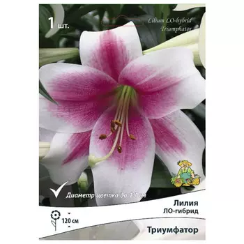 луковица растений Лилия ЛО-гибрид Триумфатор ПОИСК 1шт