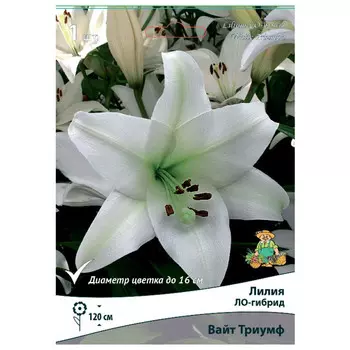 луковица растений Лилия ЛО-гибрид Вайт Триумф ПОИСК 1шт
