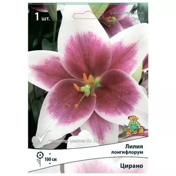 луковица растений Лилия Лонгифлорум Цирано ПОИСК 1шт