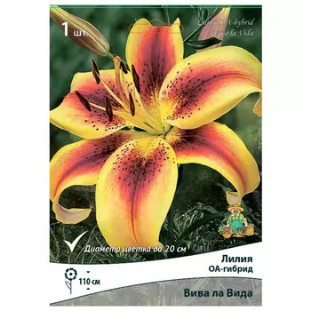 луковица растений Лилия ОА-гибрид Вива ла Вида ПОИСК 1шт