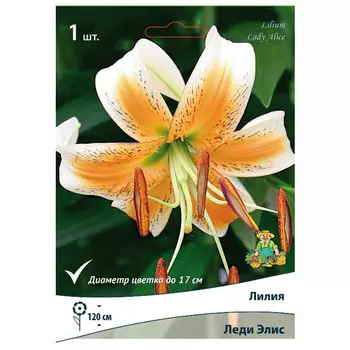 луковица растений Лилия видовая Леди Элис ПОИСК 1шт