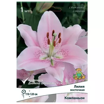 луковица растений Лилия восточная Компаньон ПОИСК 1шт