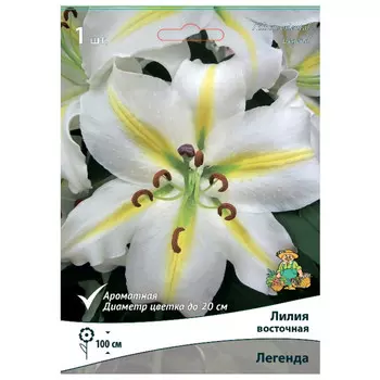луковица растений Лилия восточная Легенда ПОИСК 1шт