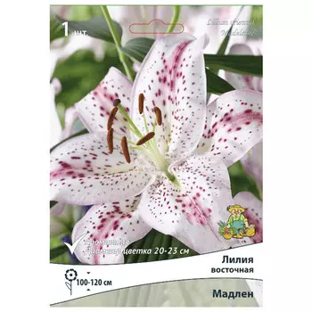 луковица растений Лилия восточная Мадлен ПОИСК 1шт
