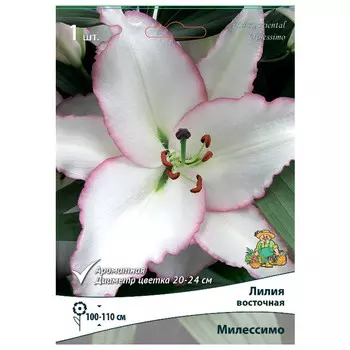 луковица растений Лилия восточная Милессимо ПОИСК 1шт
