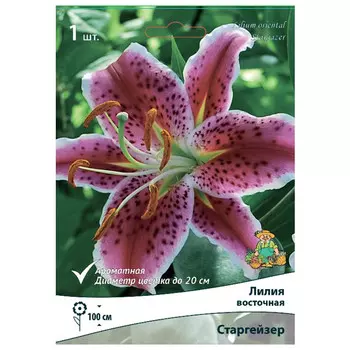 луковицы растений лилия восточная Старгейзер в капере 1 шт. 14/16